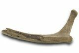 Fossil Hadrosaur (Edmontosaurus) Rib Bone - Wyoming #377962-1